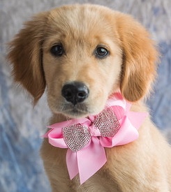 Girtie