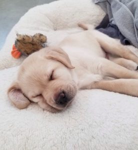 Sleepy Pup
