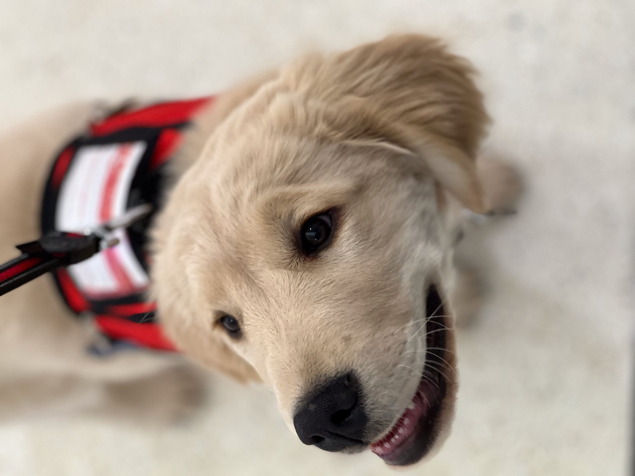A golden retriever puppy in a red vest tilts his head to the side to look to the left of the camera.