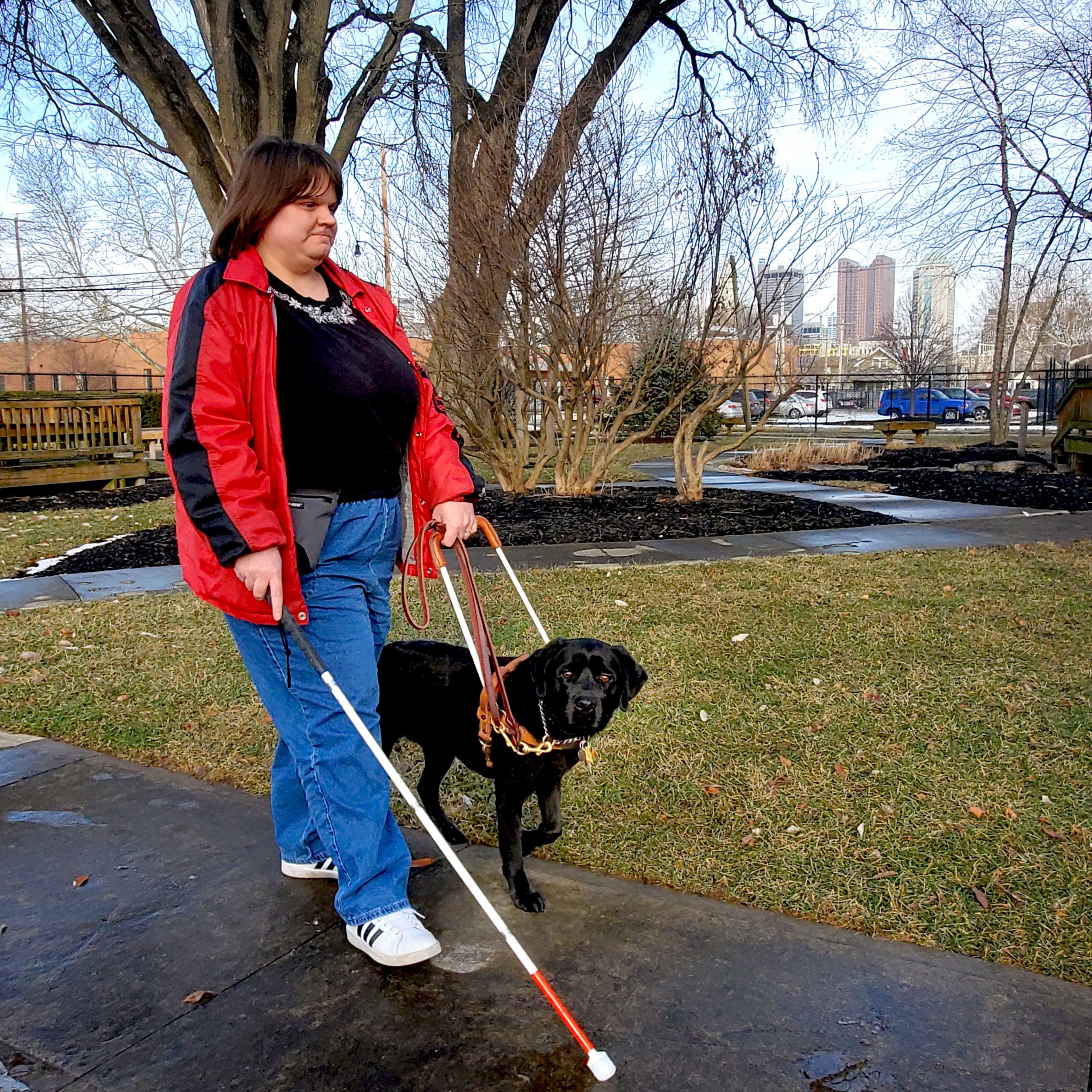A woman walks on the sidewalk with her Pilot Dog, a black Lab in harness, on her left. Her white cane is in her right hand.
