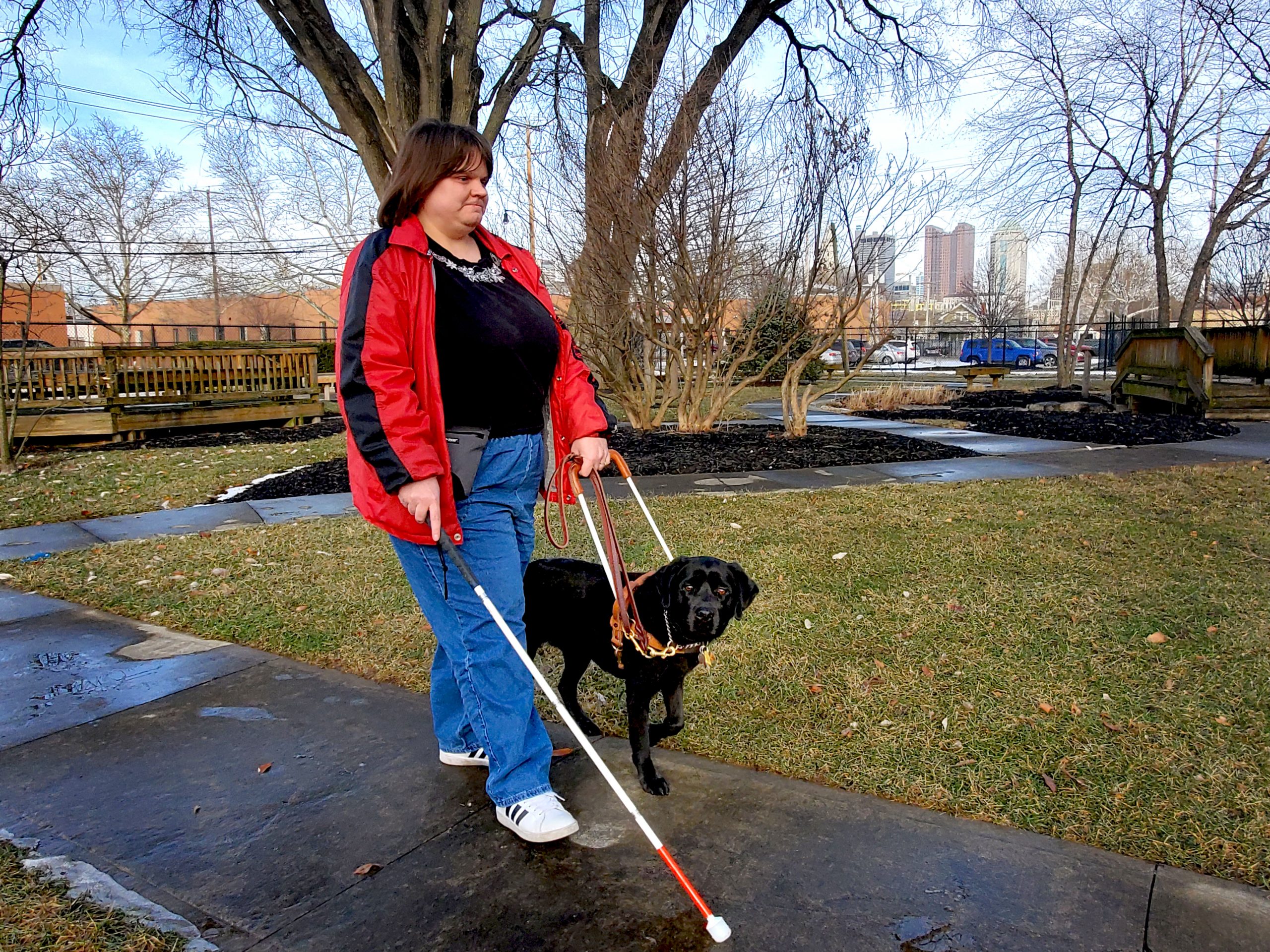 A woman walks on the sidewalk with her Pilot Dog, a black Lab in harness, on her left. Her white cane is in her right hand.
