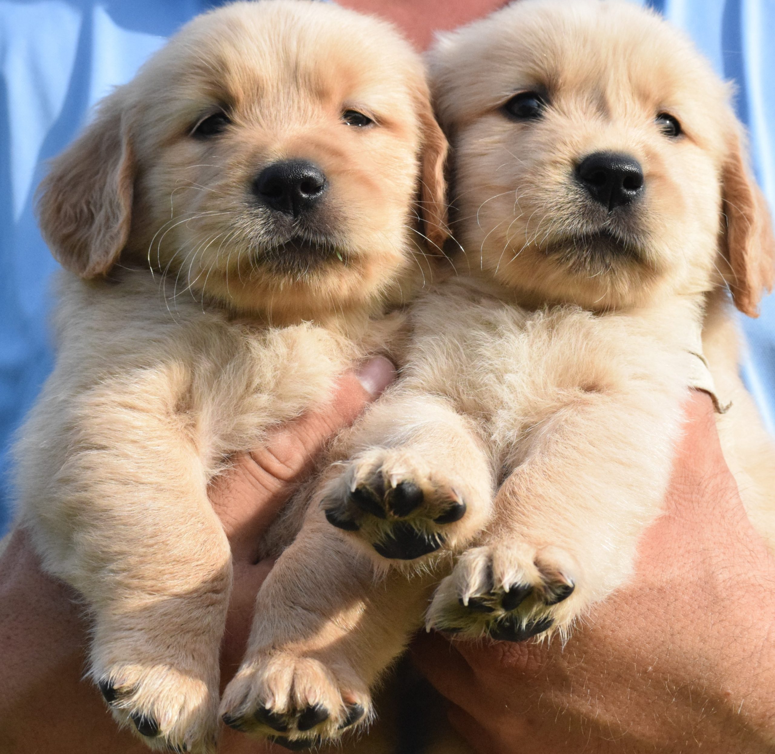 Raise a Pilot Puppy