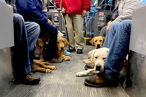 Five Pilot Dogs in training are lying between their handler's legs on a bus floor, looking at the camera. 