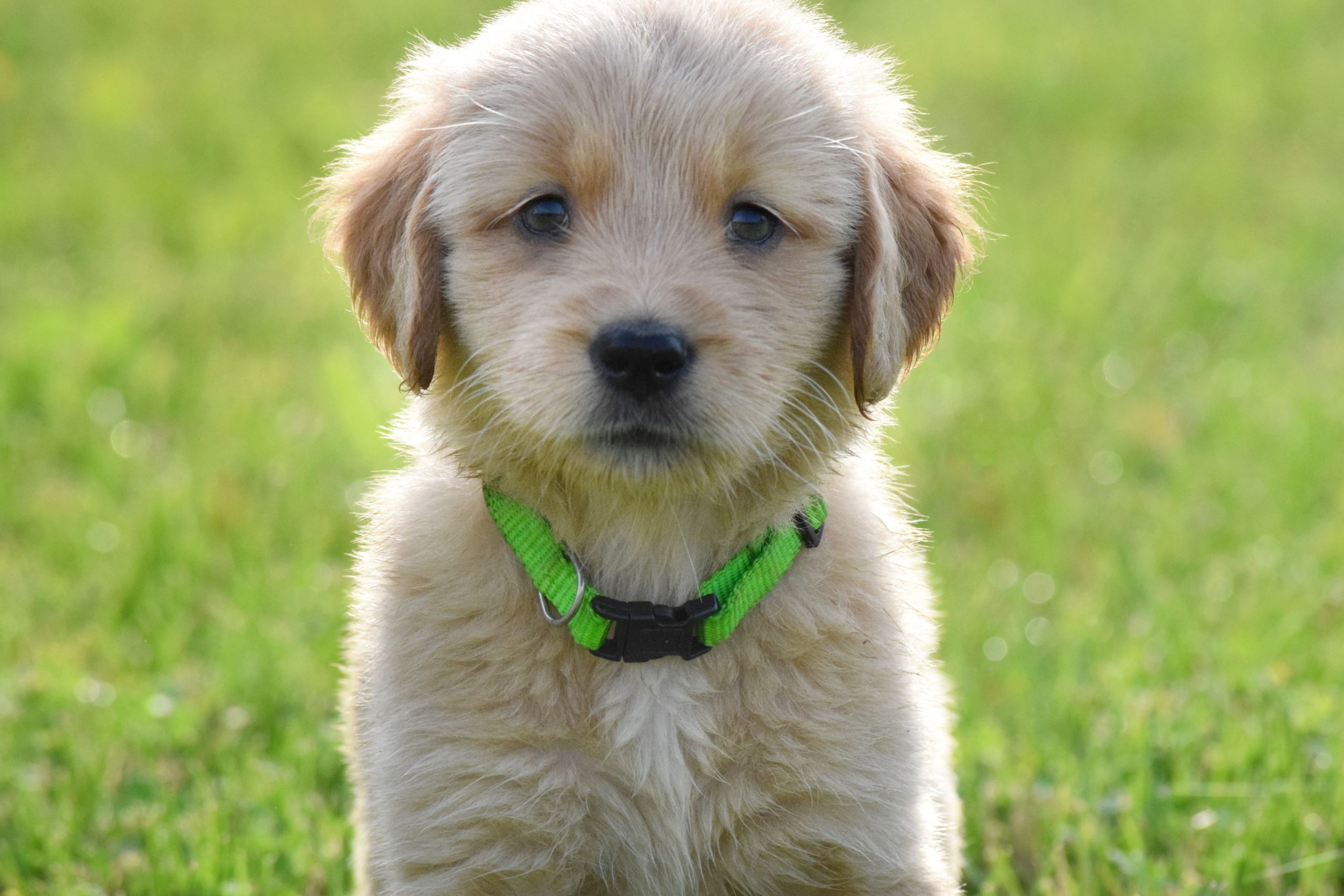 A golden retriever puppy in a green collar sits in the grass and looks at the camera.