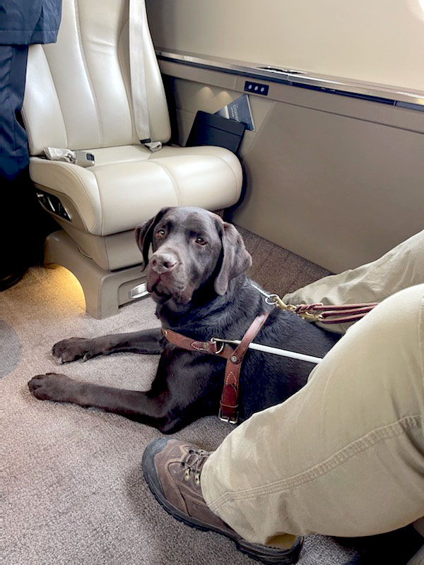 A chocolate Lab in harness, looking up, laying on the floor in the cabin of a plane, between the trainer's feet.