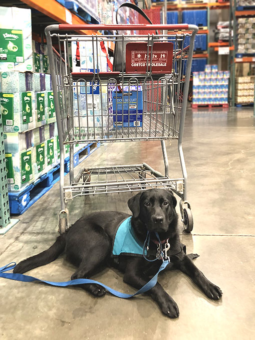 A young black Lab wearing a turquoise vest lies on the floor in front of a shopping cart at Costco, looking into the camera.