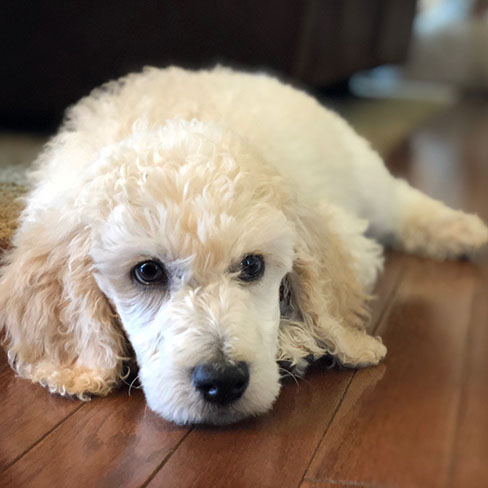 A cream poodle puppy lying on a hardwood floor, looking to the right of the camera.