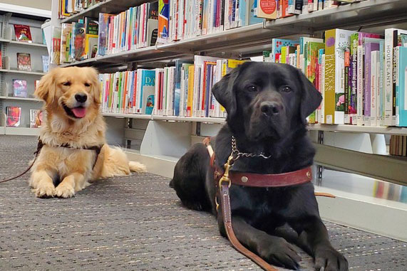 A black Lab and a golden retriever are relaxing at the Columbus library. Both dogs are in harness and lying on a carpeted floor facing the camera. They are in front of shelves filled with books.