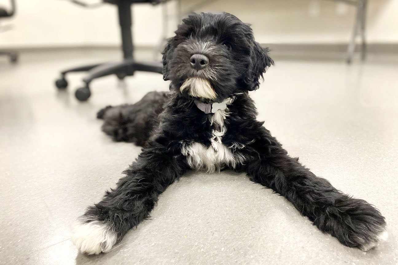 A black and white Portuguese Water Dog puppy is stretched out on the office floor, looking to the left of the camera.