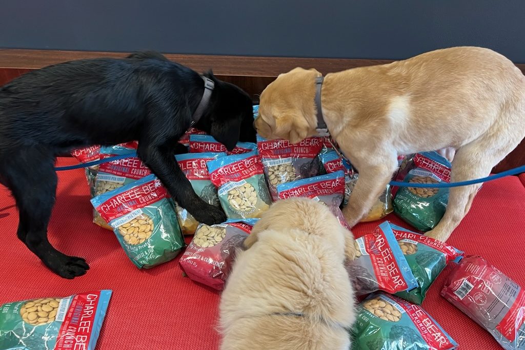 A large pile of bags of Charlee Bear’s treats are on a red bench, and three puppies (a golden retriever, a black Lab, and a yellow Lab) are climbing on the pile and sniffing the bags. All three puppies have on gray collars and blue leashes.