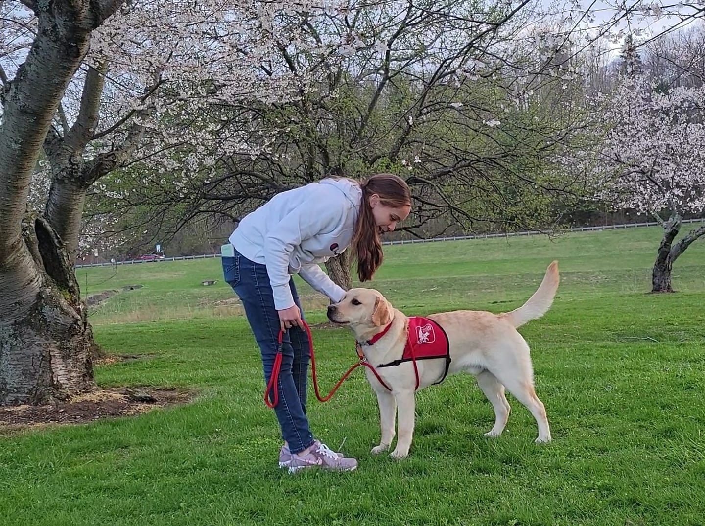 A young woman stands in the grass facing a young yellow Lab wearing a red vest.