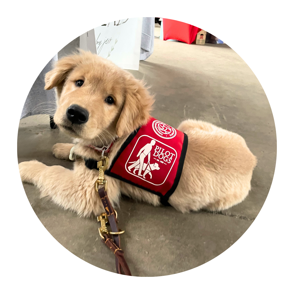 A golden retriever puppy wearing a red vest is lying on the floor and looking up at the camera.