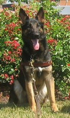 German Shepherd