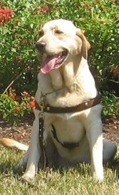 Labrador Retriever