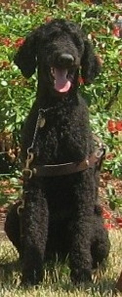 Poodle