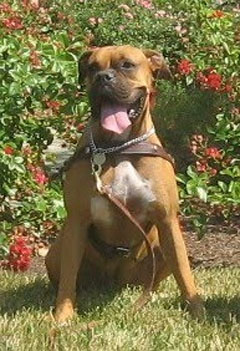 Boxer