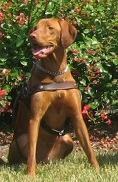 Vizsla
