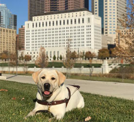 Apply for a guide dog