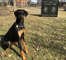 Donate to support Pilot Dogs