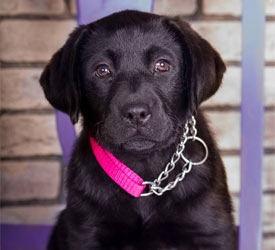 Become a Puppy Raiser